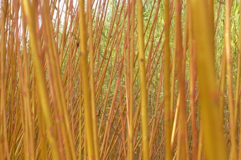 Barfad Willow- willow supplier