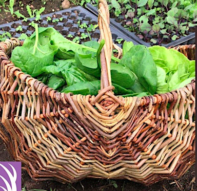 Celtic Frame Willow Basket