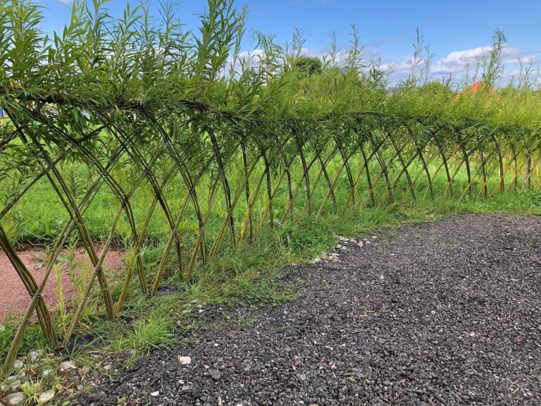 Living willow fence panel and dome workshop