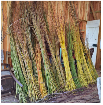 Growing Matters – Willow Available
