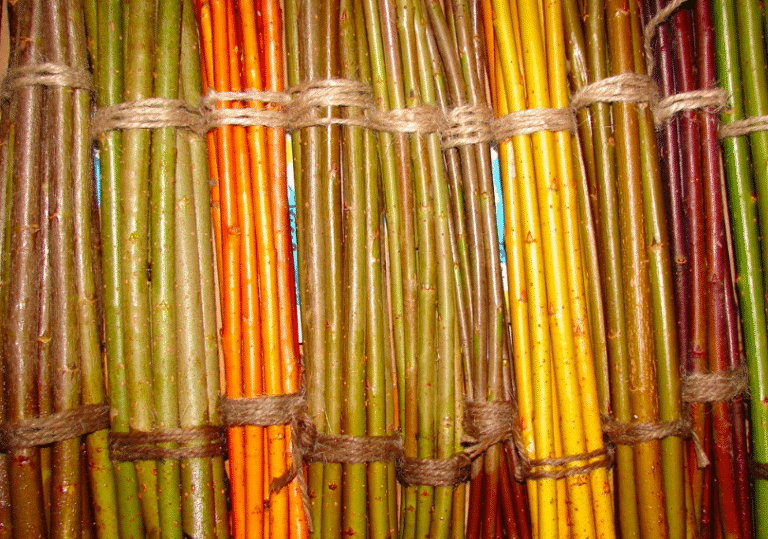 Barfad Willow- Willow Supplier