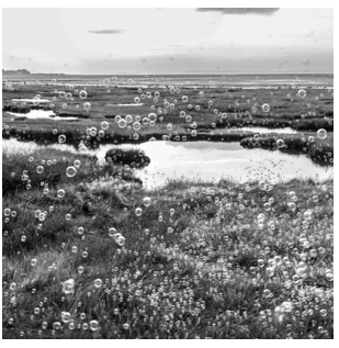 Common Ground: The Living Landscape