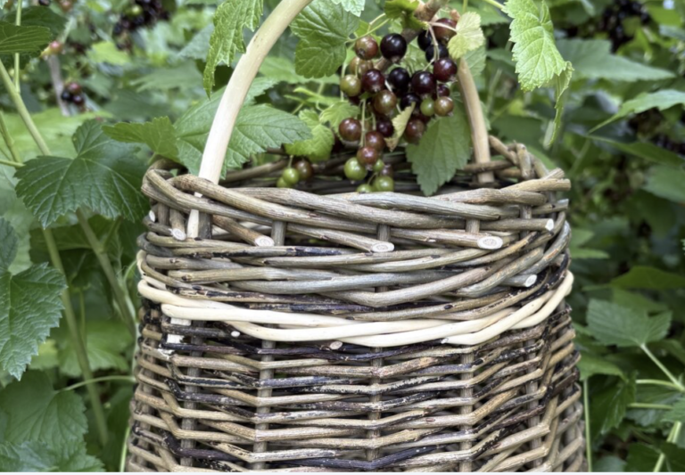 Beginners Berry Basket Workshop
